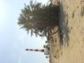 Phare et arbre-dromadaire DSC00271.JPG